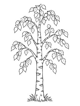 A slender birch tree coloring page with distinct bark markings and elegant leafy branches.