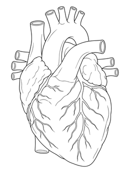 Detailed human heart coloring page showing coronary vessels and main arteries clearly.