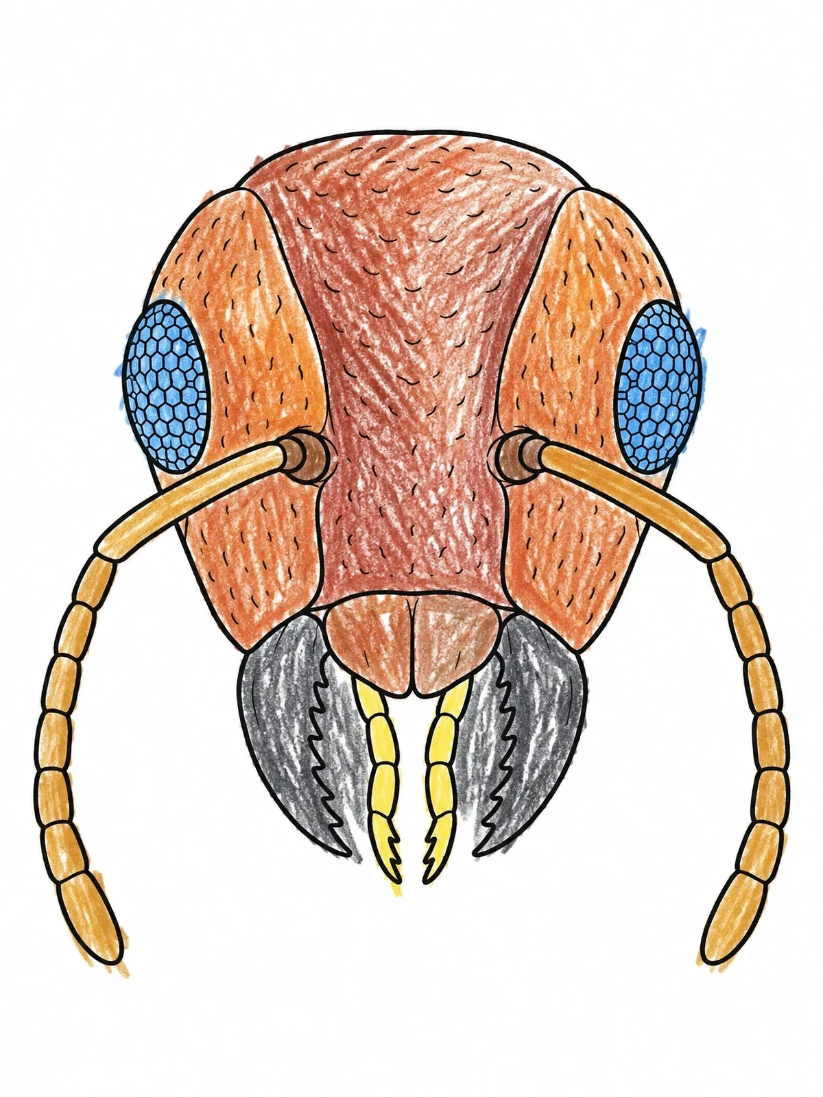 Colored example of the Detailed Ant Head Macro View coloring page