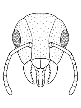 Close-up ant coloring page showing detailed compound eyes, antennae, and mandibles.