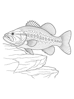 A detailed bass coloring page featuring a freshwater fish hovering near underwater stone ledges.