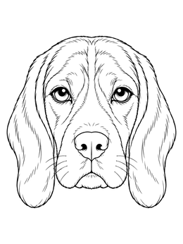 A detailed beagle coloring page featuring a front-facing portrait of a hound dog with floppy ears.