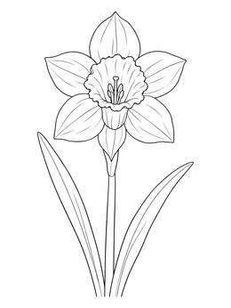 A realistic daffodil flower coloring page featuring petals, corona, and leaves.