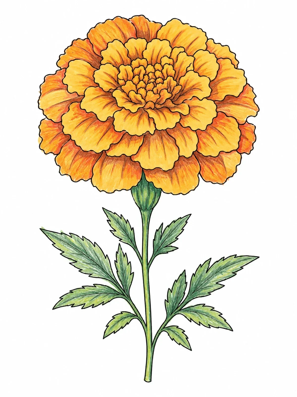Colored example of the Detailed Blooming Marigold Flower coloring page
