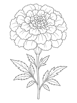 A detailed marigold flower coloring page featuring layered ruffled petals and slender stem.