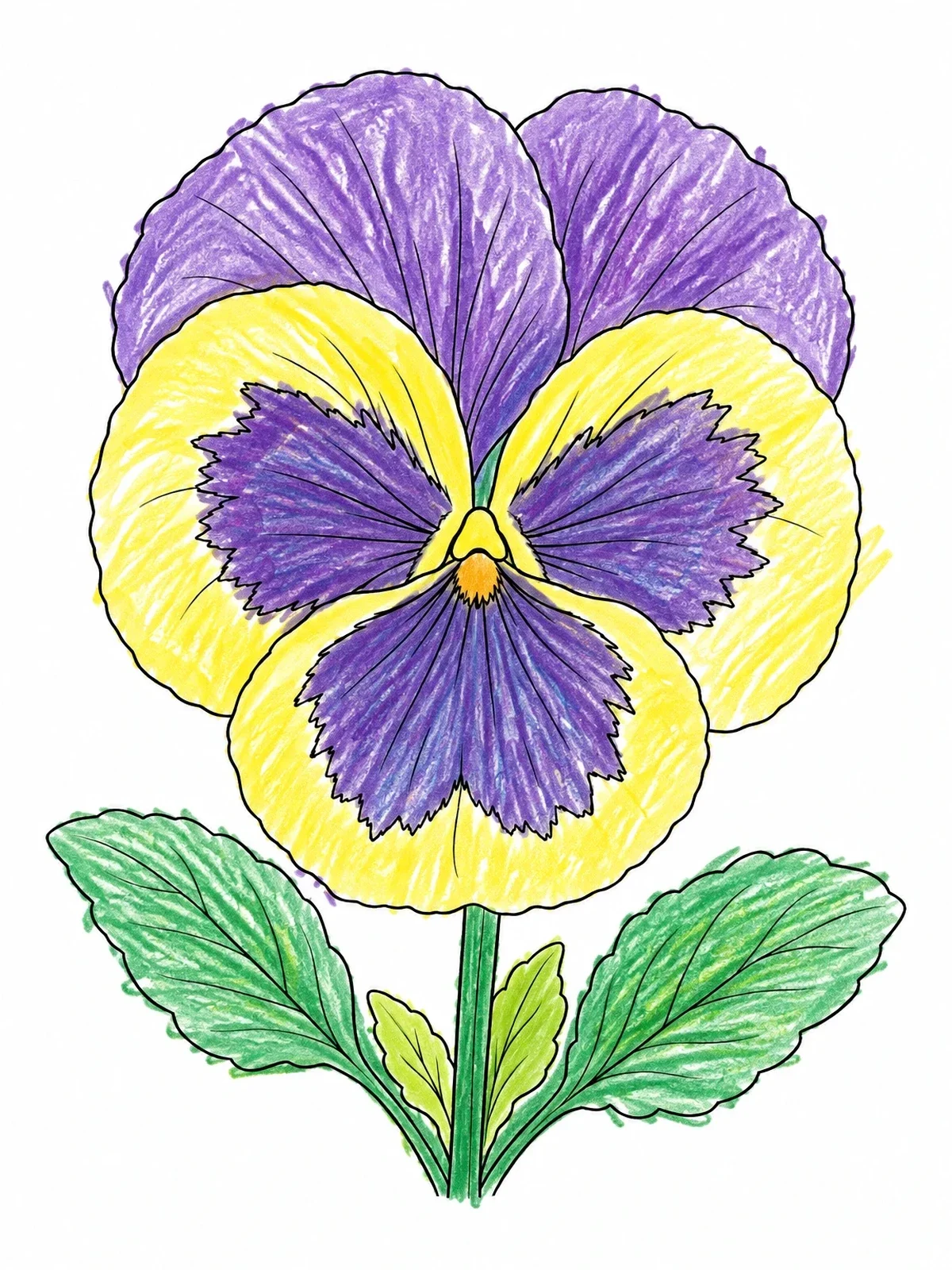 Colored example of the Detailed Blooming Pansy Flower coloring page