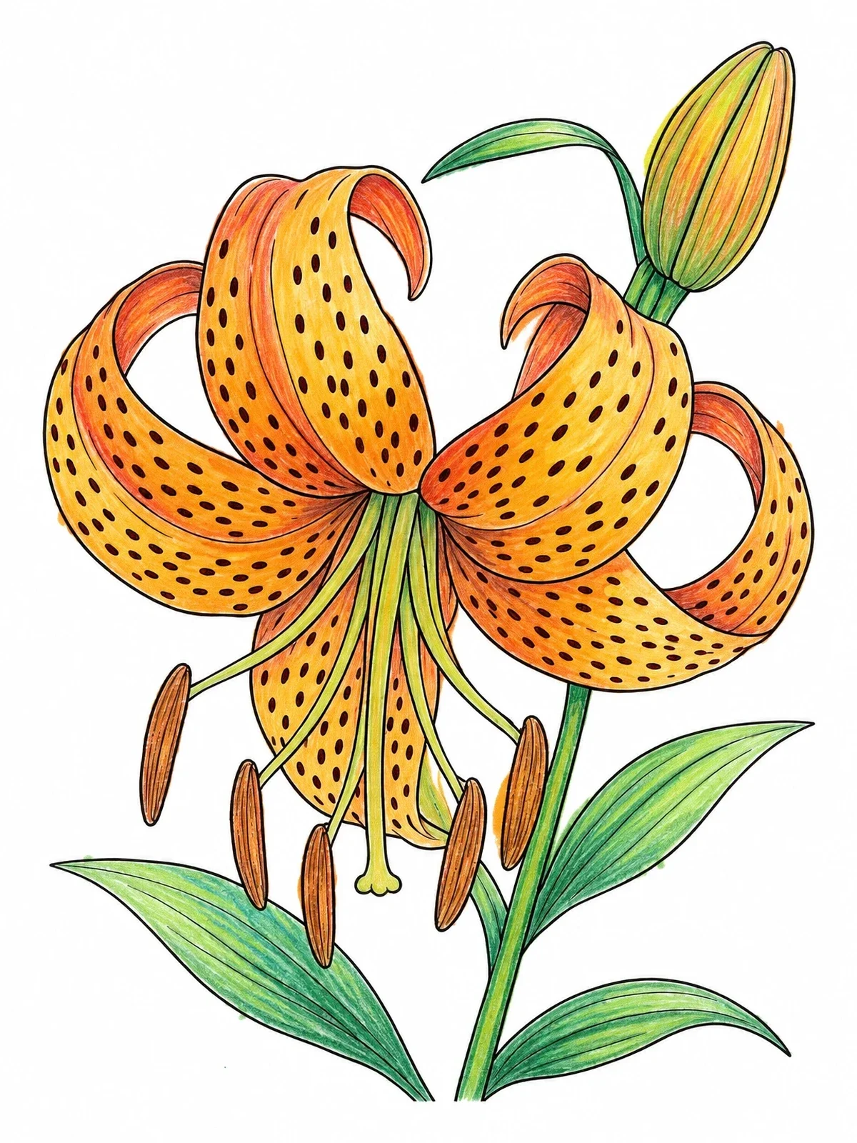 Colored example of the Detailed Blooming Tiger Lily coloring page