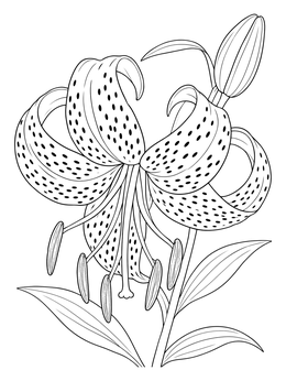Free printable Detailed Blooming Tiger Lily coloring page