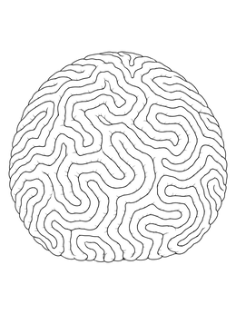 A detailed brain coral coloring page featuring winding labyrinth ridges in a round dome.