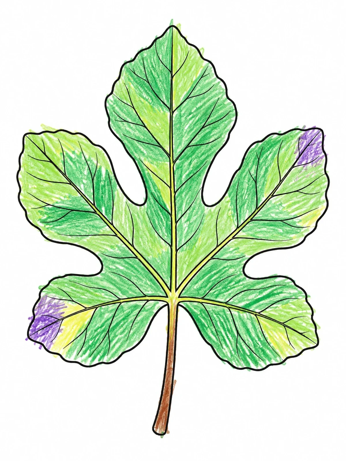 Colored example of the Detailed Fig Leaf Line Art coloring page