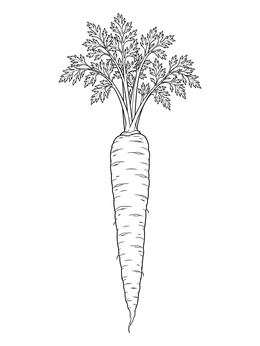 A realistic carrot coloring page featuring feathery leaves and textured root details.