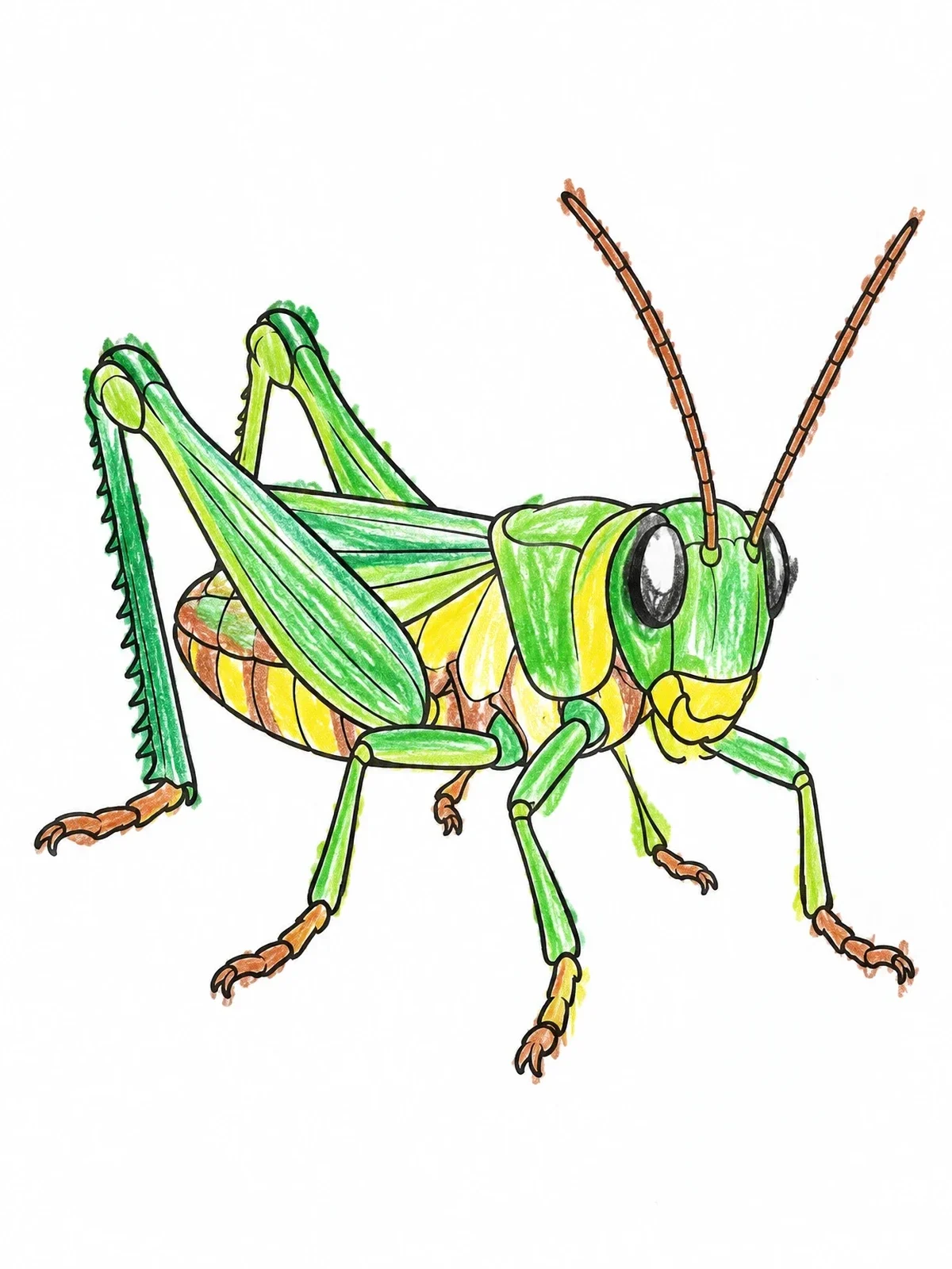 Colored example of the Detailed Grasshopper Walking Forward coloring page