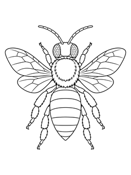 A detailed top-down bee coloring page featuring patterned wings, compound eyes, and striped abdomen.