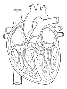 Detailed heart anatomy coloring page showing internal chambers and valves.