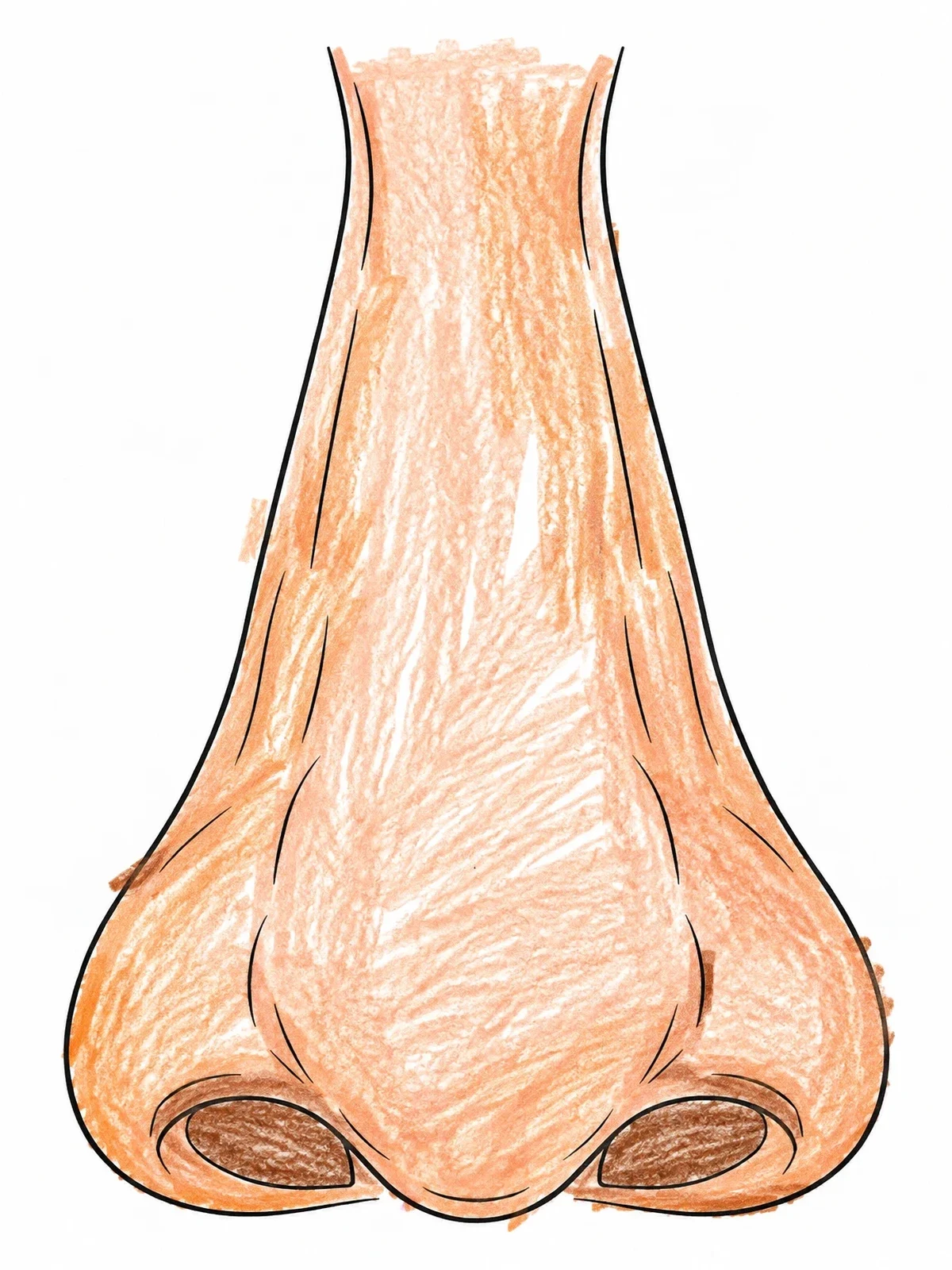 Colored example of the Detailed Human Nose Outline coloring page