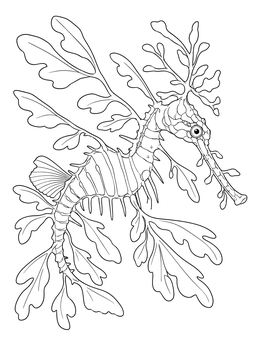 Intricate sea dragon coloring page featuring leafy camouflage appendages and textured details.