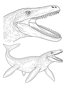 Free printable Detailed Mosasaurus Anatomy Study coloring page