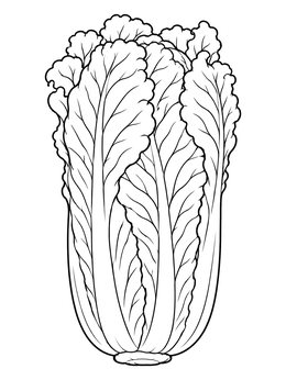 Free printable Detailed Napa Cabbage Head coloring page