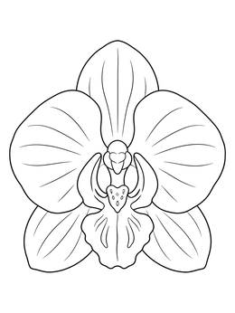Free printable Detailed Orchid Flower Close Up coloring page