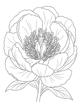 A detailed peony coloring page showing open petals, central stamens, and pistils.