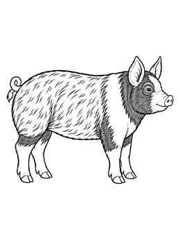A detailed standing pig coloring page with textured bristle patterns.