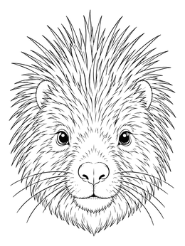 A detailed porcupine coloring page showing a close-up portrait with sharp quills and long whiskers.