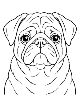 A close-up portrait of a wrinkled dog in this pug coloring page.
