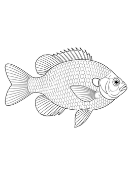 A detailed bluegill coloring page showing the fish in profile with intricate scales.