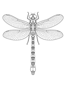 Top view of an insect on this detailed dragonfly coloring page.