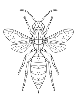 Top-down view of an insect in this detailed wasp coloring page.