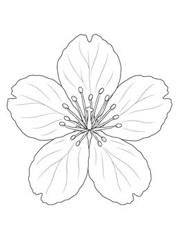 A detailed sakura coloring page showcasing a single five-petaled cherry blossom.