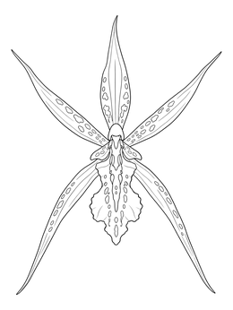 A detailed spider orchid coloring page featuring long slender petals with spotted patterns.