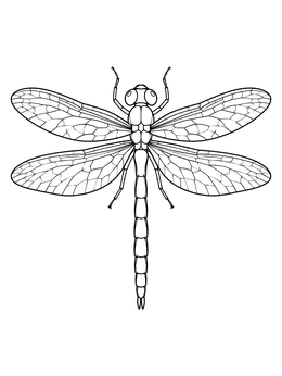 Top view of a detailed dragonfly coloring page with delicate wing veins.