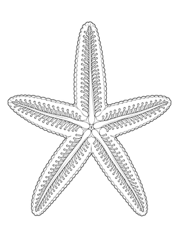 Underside view of a sea star in this detailed starfish coloring page.