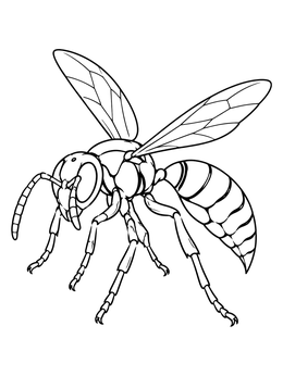 Detailed wasp coloring page showing curved abdomen and spread wings in clean line art.