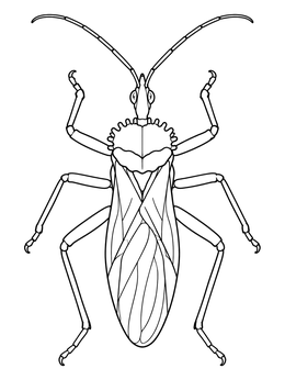 Top view of an insect in this detailed wheel bug coloring page.