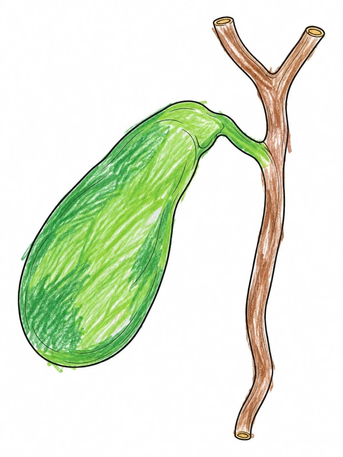 Colored example of the Human Gallbladder And Bile Ducts Anatomy coloring page