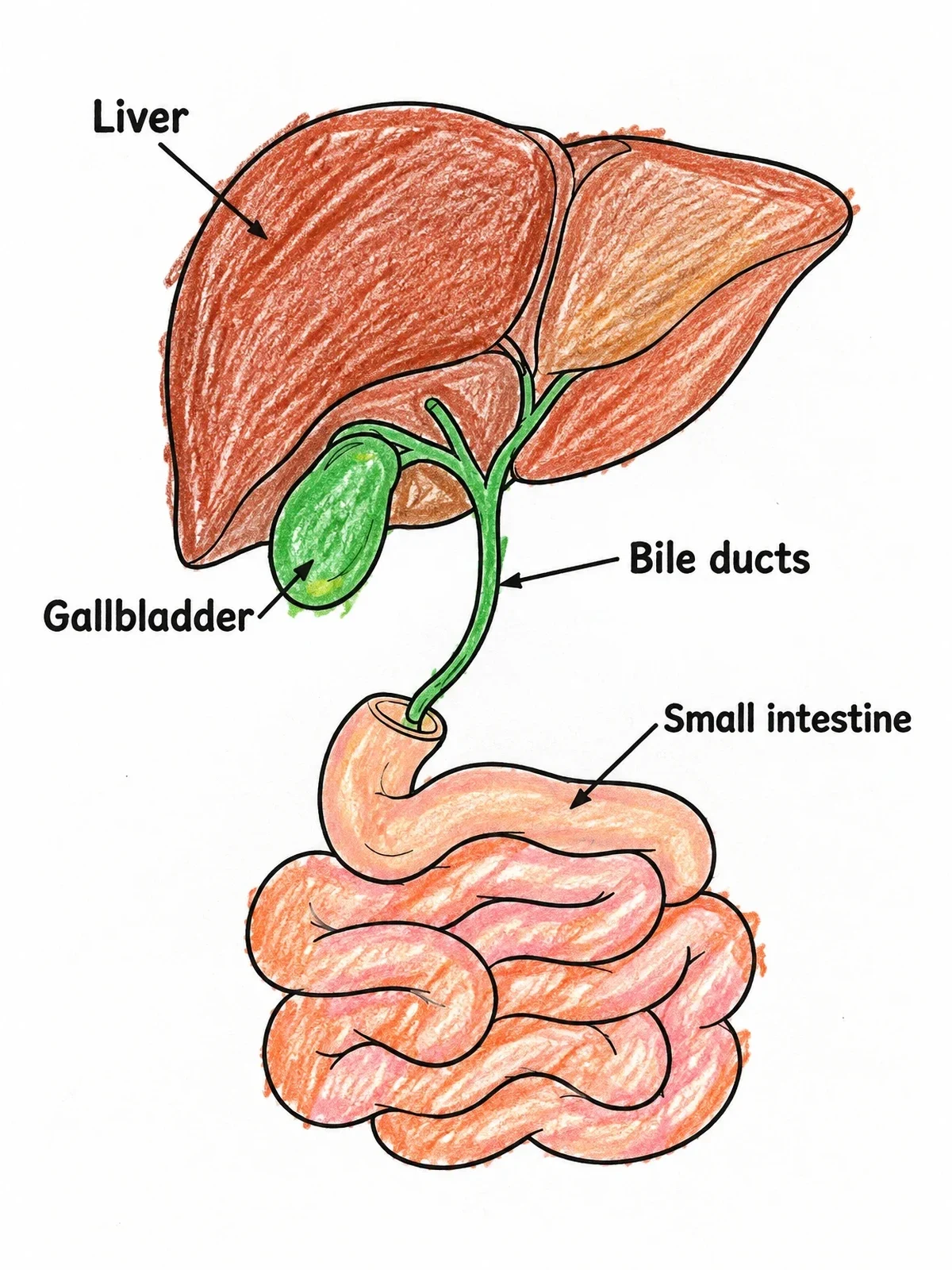 Colored example of the Liver And Gallbladder Anatomy Diagram coloring page