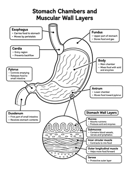 Free printable Stomach Anatomy And Wall Layers Diagram coloring page