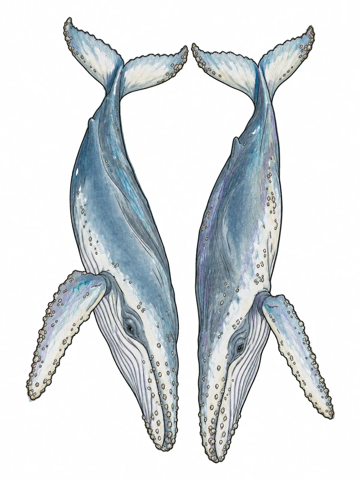 Colored example of the Pair Of Diving Humpback Whales coloring page