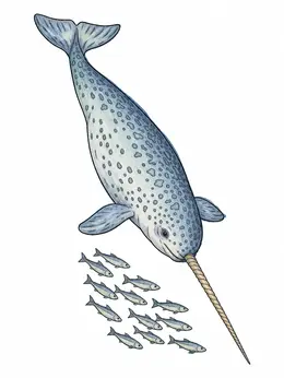 Diving Narwhal With School Of Fish Coloring Page