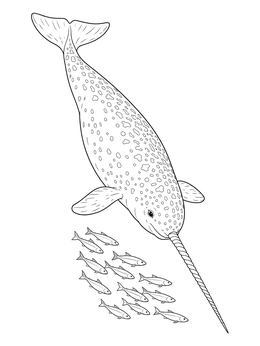 A detailed narwhal coloring page showing the whale swimming downward toward a school of fish.