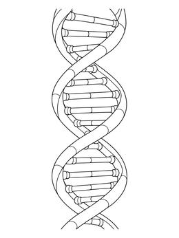 A vertical dna coloring page featuring a twisting double helix structure with detailed base pairs.