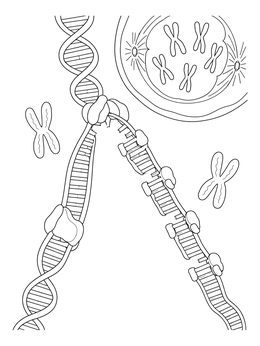 Detailed dna coloring page depicting a replicating double helix, enzymes, and dividing chromosomes.