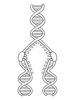 Free printable Dna Replication Fork Line Art coloring page