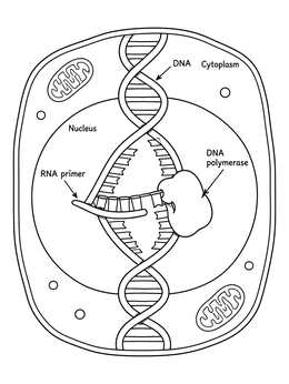 Free printable Dna Replication Inside A Cell coloring page