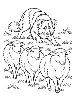 A focused Border Collie herding three sheep in a field on this dog coloring page.
