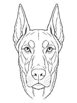 A detailed dog coloring page featuring a close-up portrait of an alert Doberman Pinscher.