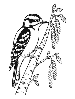 A downy woodpecker coloring page perched on a spring birch branch with catkins.
