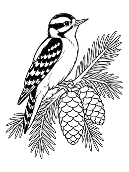 A downy woodpecker coloring page showing the bird perched near pinecones and needles.